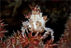 Candy Crab

Veil tree spider crab (Hoplophrys oatesi), ... by Reinhard Arndt 